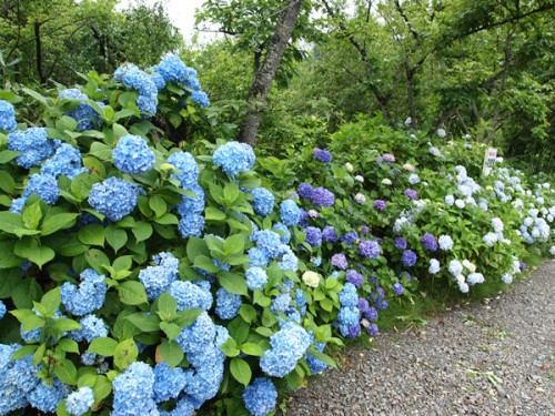 160706h8 福島県福島市花見山公園の情報 2016年7月6日　紫陽花