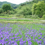 福島県福島市 花見山公園の情報 2024年5月14日 画像 DSC01533s