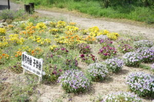 福島県福島市 花見山公園の情報 2024年5月14日 画像 DSC01534s